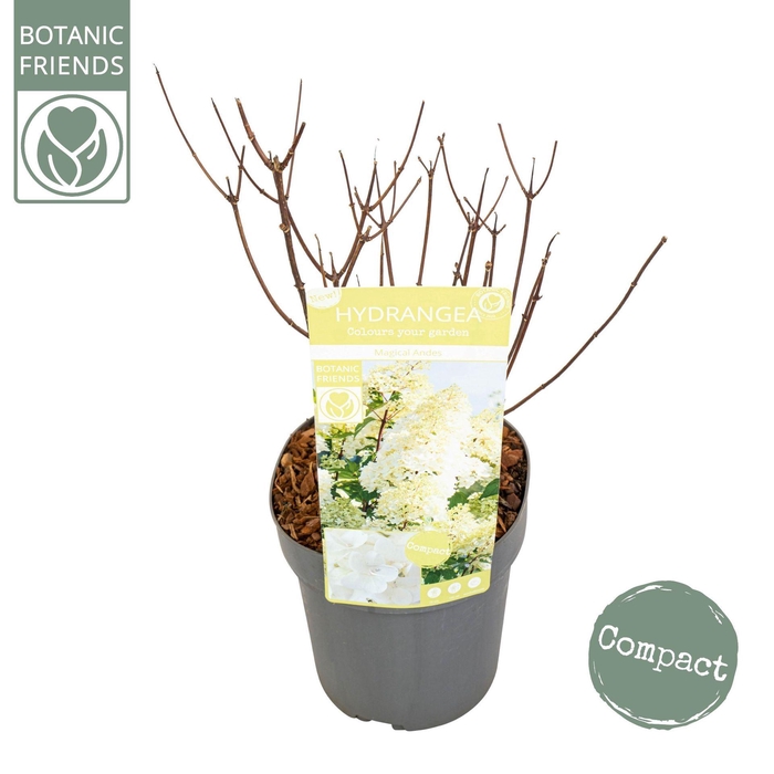 <h4>Hydrangea paniculata</h4>