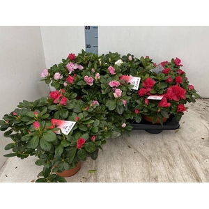 RHODO SI VOGEL GEM