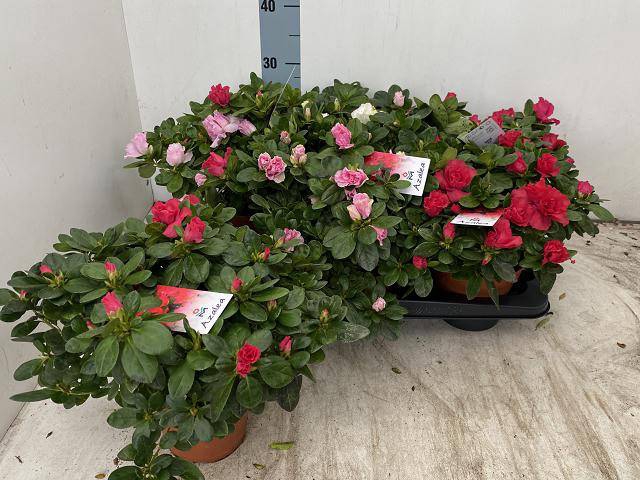 <h4>RHODO SI VOGEL GEM</h4>