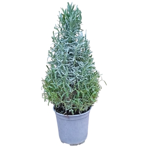 LAVAN ANGUSTIFOLIA