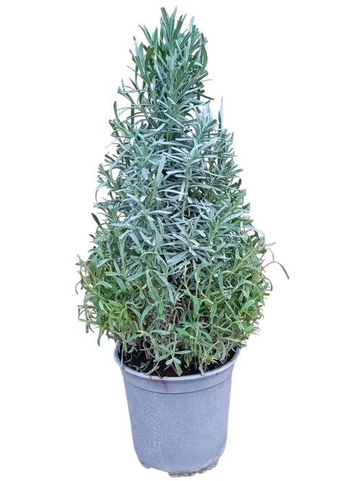 <h4>LAVAN ANGUSTIFOLIA</h4>