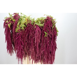 Amaranthus Caudatus Red Cord