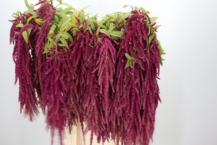 <h4>Amaranthus Caudatus Red Cord</h4>