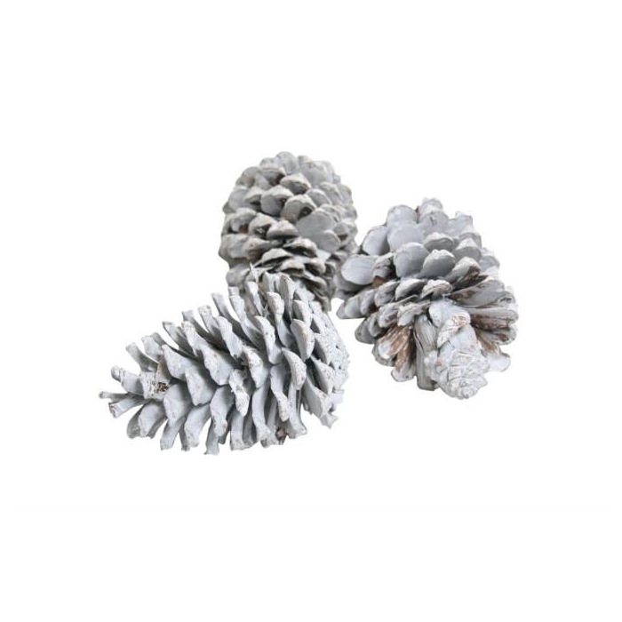 <h4>Pinecone Maritima L10/12 3 Pcs</h4>