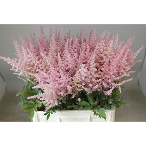 Astilbe Erika Rutgrink