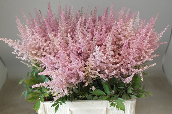 <h4>Astilbe Erika Rutgrink</h4>