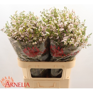 Chamelaucium 'Katrien'