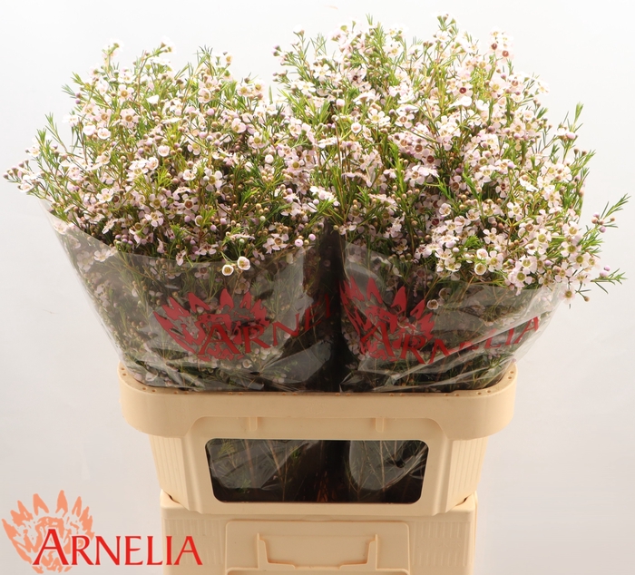 <h4>Chamelaucium 'Katrien'</h4>