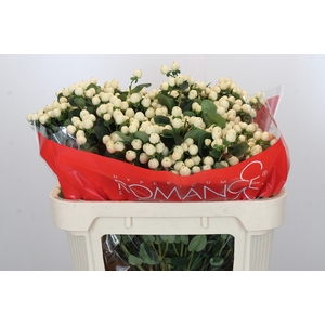 Hypericum Cool Romance Spray