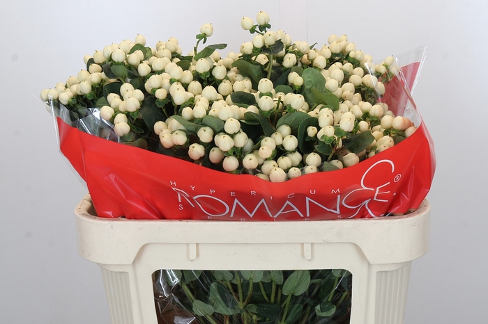 Hypericum Cool Romance Spray