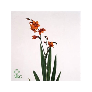 Crocosmia Emily Mckenzie