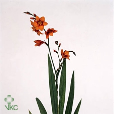 <h4>Crocosmia Emily Mckenzie</h4>