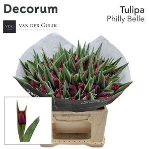 TU FR PHILLY BELLE 1 x 50