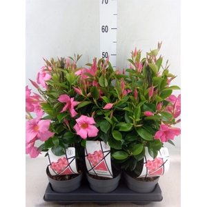 Mandevilla am. 'Diaman Opal Fuch F'