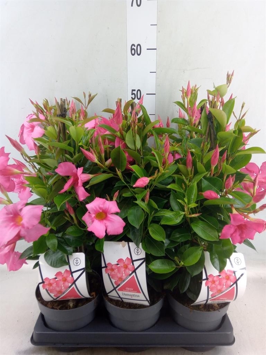 <h4>Mandevilla am. 'Diaman Opal Fuch F'</h4>