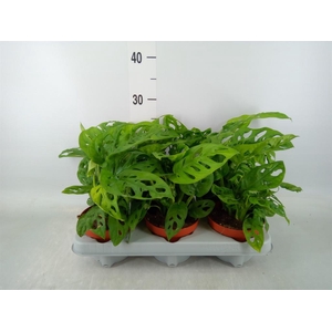 Monstera adansonii 'Aurea'