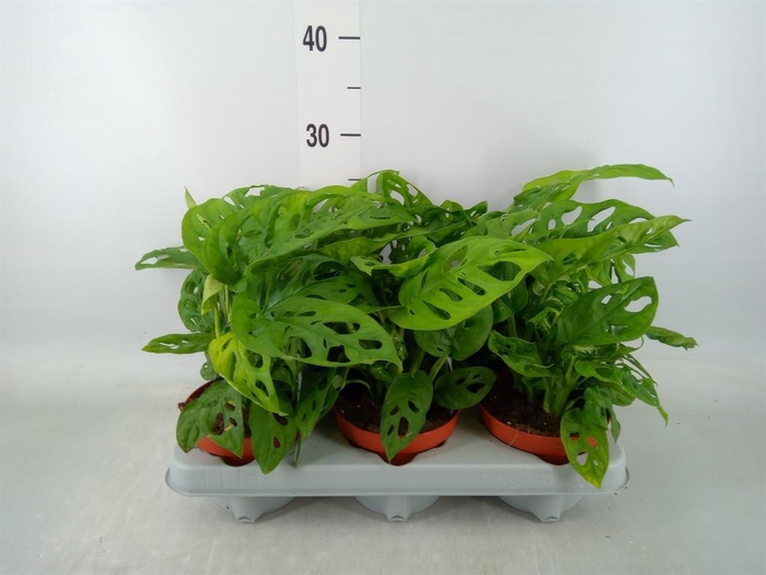 <h4>Monstera adansonii 'Aurea'</h4>