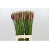Nerine Mister Nick
