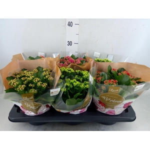 Kalanchoe blos. 'Rosalina'  ..mix 5