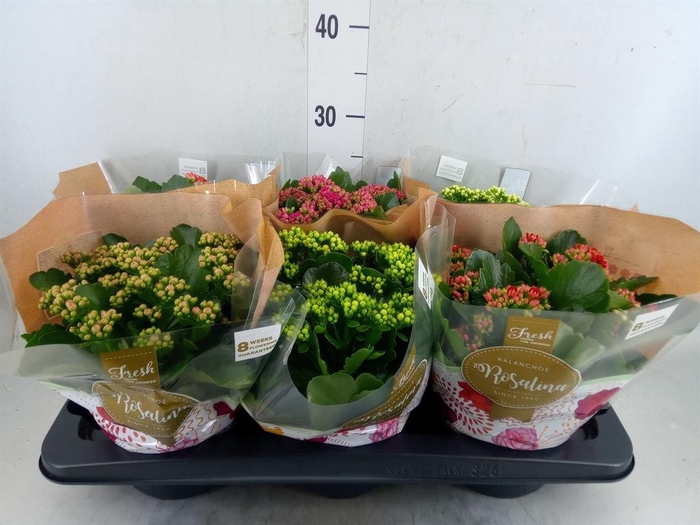 <h4>Kalanchoe blos. 'Rosalina'  ..mix 5</h4>