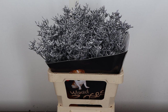 <h4>Limon Wx Zilver</h4>