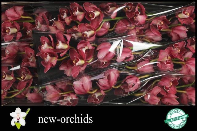 <h4>CYMB T HADES</h4>