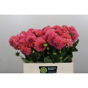 Dahlia Pink Runner