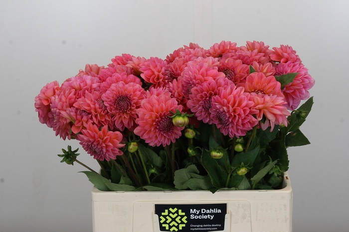 <h4>Dahlia Pink Runner</h4>