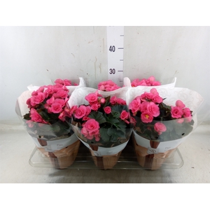 Begonia elat. HL 'Adonia Pink'