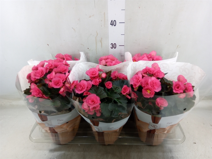 <h4>Begonia elat. HL 'Adonia Pink'</h4>