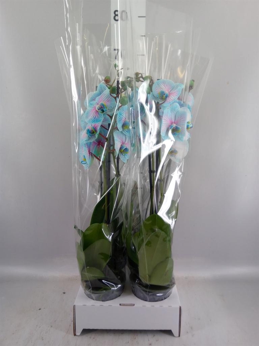 <h4>Phalaenopsis   ...</h4>