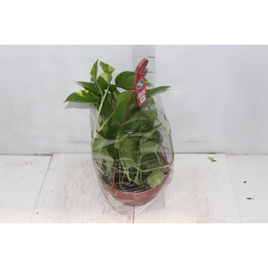 JIBOIA VERDE C21 PENDENTE