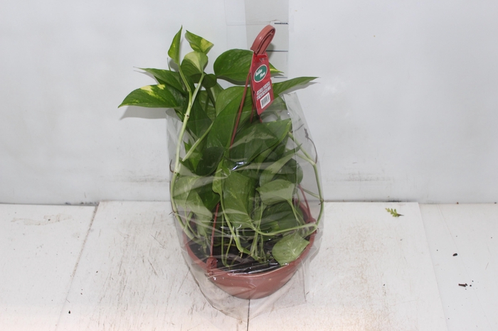 <h4>JIBOIA VERDE C21 PENDENTE</h4>