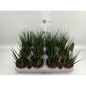 Sansevieria  'Fernwood'