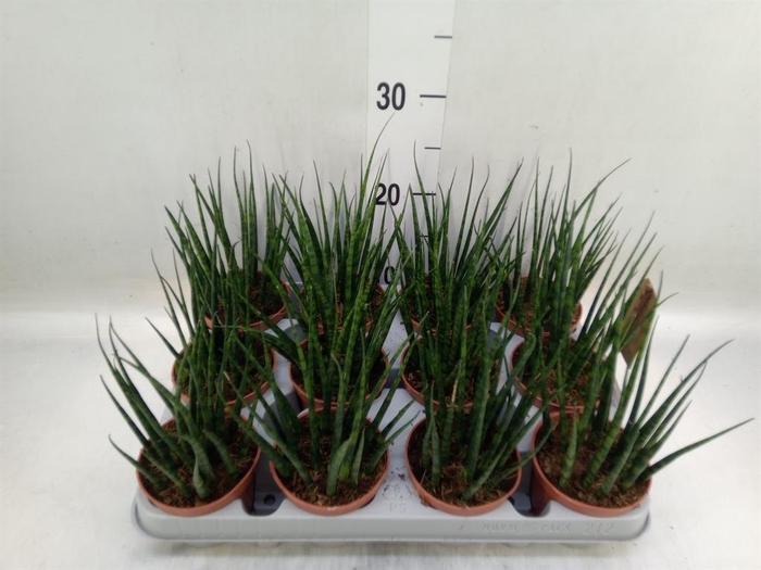 <h4>Sansevieria  'Fernwood'</h4>