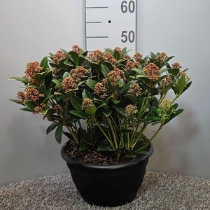 Skimmia japonica 'Pink Dwarf' Schaal