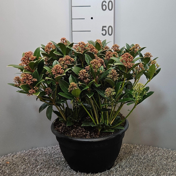 <h4>Skimmia japonica 'Pink Dwarf' Schaal</h4>