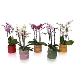 Phal. Multiflora 3-tak mix in keramiek BGC011
