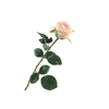 Rosa Salmon