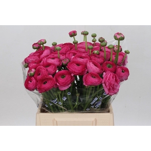 Ranunculus Clooney Bolero Extra