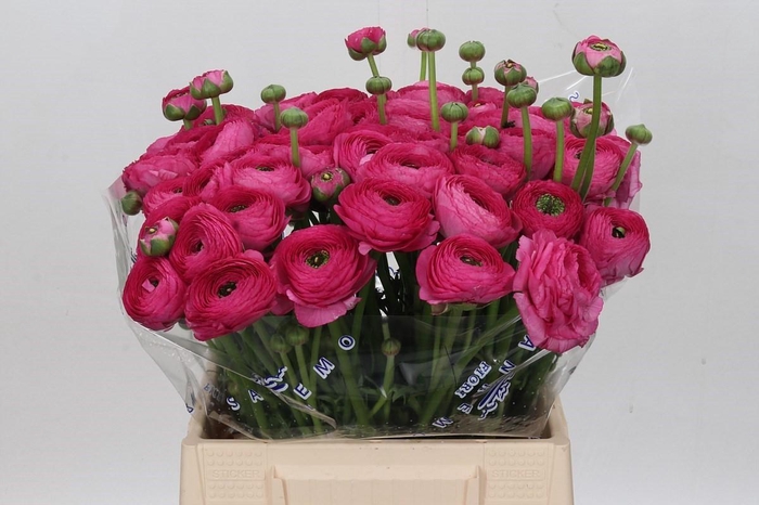 <h4>Ranunculus Clooney Bolero Extra</h4>