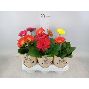Gerbera  'Colourgame'   ...mix