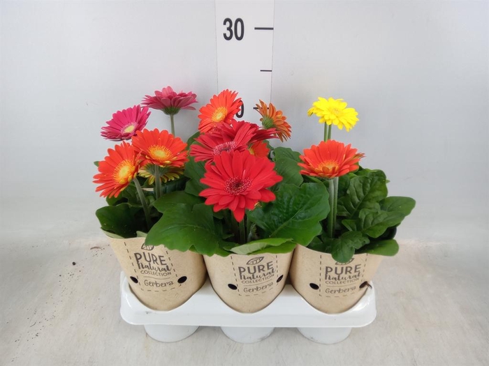 <h4>Gerbera 'Colourgame' ...mix</h4>