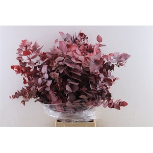 Pres Euca Stuartiana Red Bunch