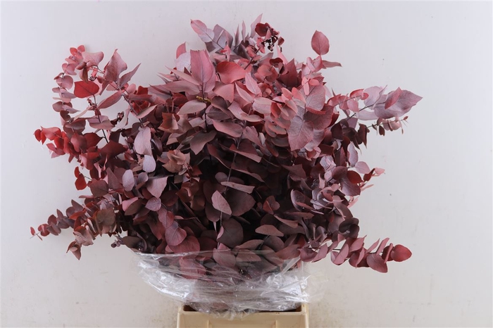<h4>Pres Euca Stuartiana Red Bunch</h4>