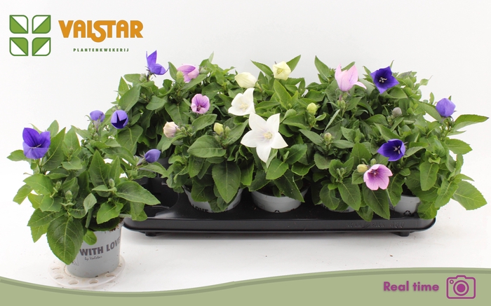 <h4>PLATYCO GR GEM</h4>