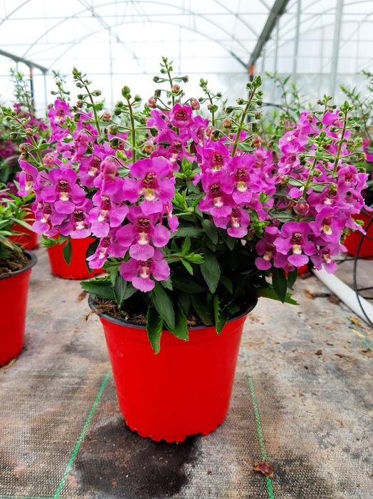 <h4>Angelonia overig</h4>