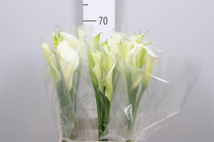 <h4>Zant Ae White Dream</h4>