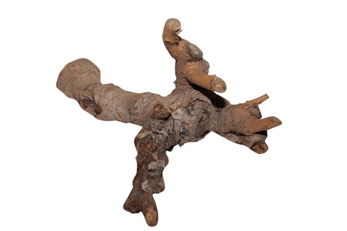 Branch Kuwa Root L25