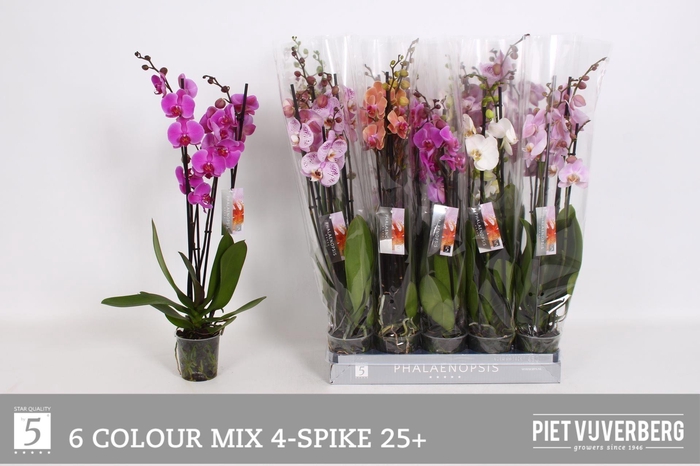 <h4>PHAL GEM 6 KL</h4>